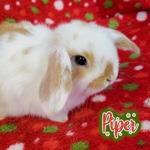 Meet your Posher, mamapandabutt